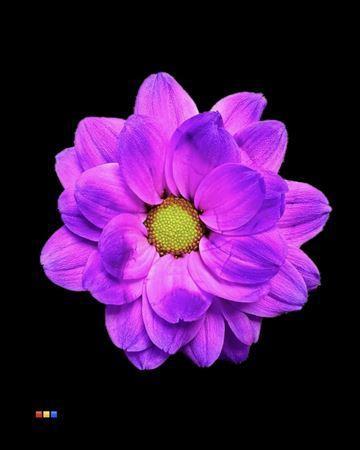 Chrysanthemum Indicum Grp tros kas kleurbehandeld H%