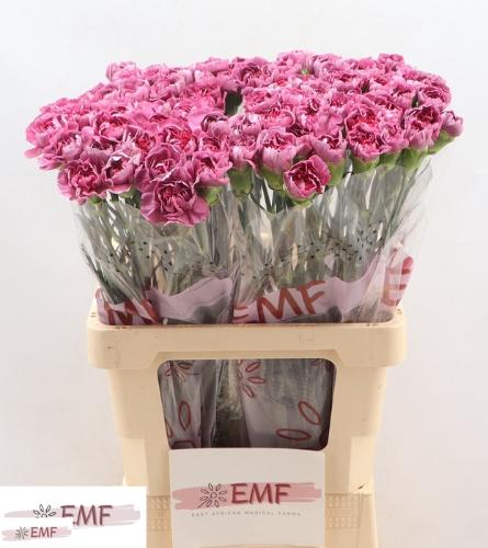 Dianthus standaard Hypnosis