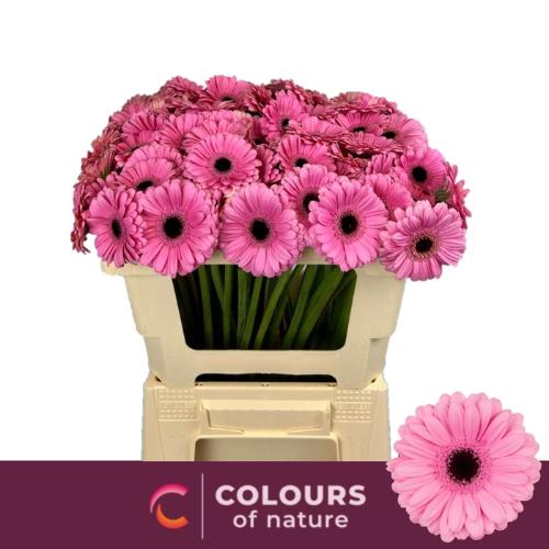 Gerbera mini Talent