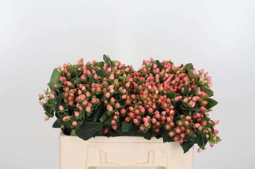 Hypericum androsaemum 'Pacific Jade'