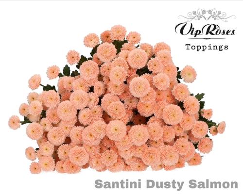 Chrysanthemum Indicum Grp tros santini kleurbehandeld H%