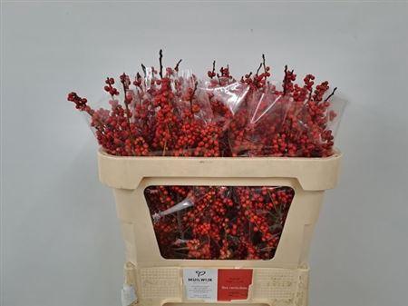 Ilex verticillata