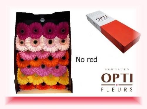 Gerbera grootbloemig gemengd op rij