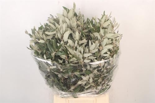 Decoratiegroen groot blad