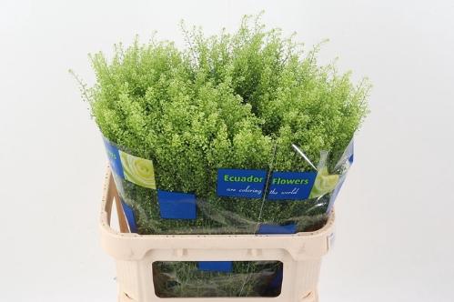 Lepidium virginicum Green Dragon