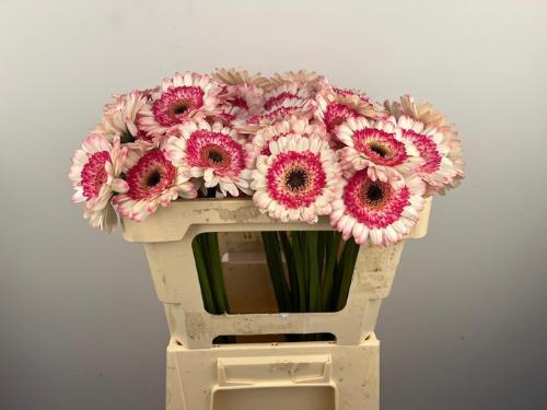 Gerbera mini Happy Hour