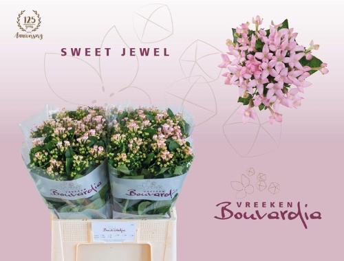Bouvardia enkelbloemig Sweet Jewel