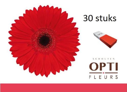 Gerbera grootbloemig 'Blinddate'