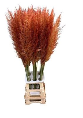 Cortaderia selloana kleurbehandeld H%
