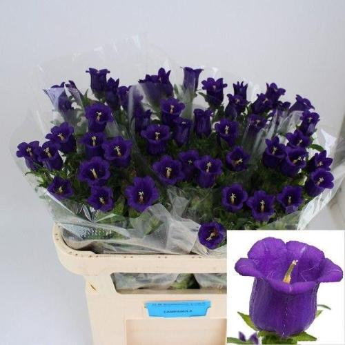 Campanula medium 'Champion Blue'