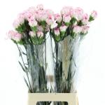 7ad56fc9-db3f-45df-b198-8d43febddd2a.jpg