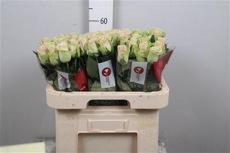 Rosa grootbloemig Trivia