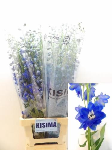 Delphinium Elatum Grp dubbelbloemig 'Candle Blue Shades'