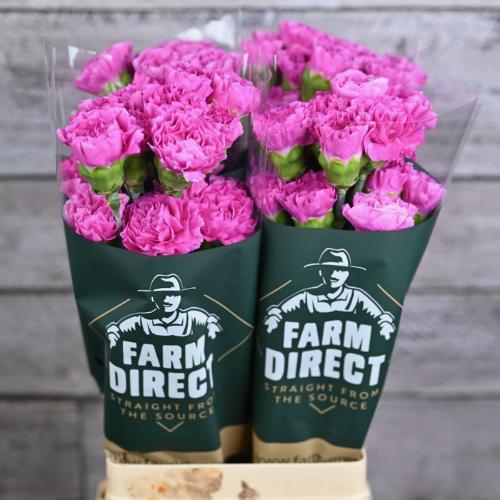 Dianthus standaard Haiku