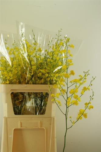 Orchidee