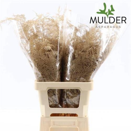 Asparagus overig kleurbehandeld H%