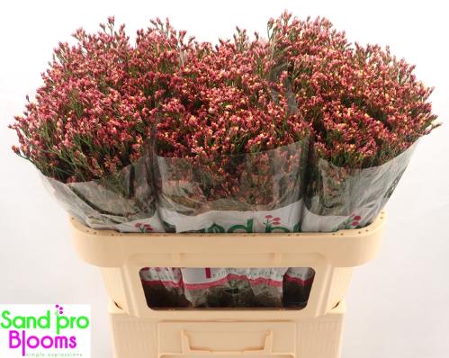Limonium sinensis Maxima Diamond
