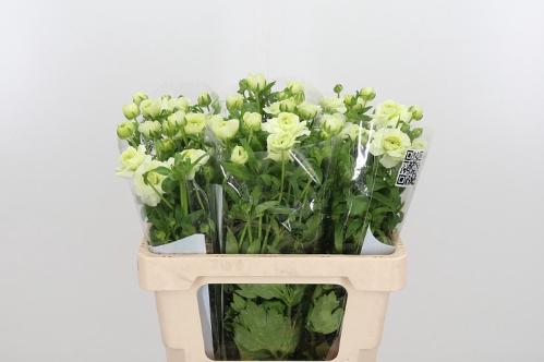 Ranunculus Butterfly Graces