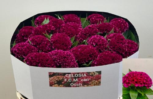 Celosia argentea (Cristata Grp) 'Mystic'