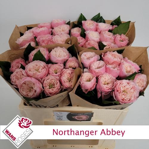 Rosa grootbloemig Northanger Abbey