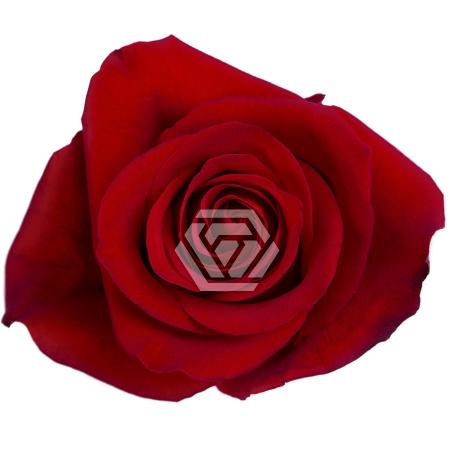 Rosa grootbloemig Freedom