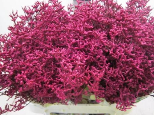 Limonium overig kleurbehandeld H%