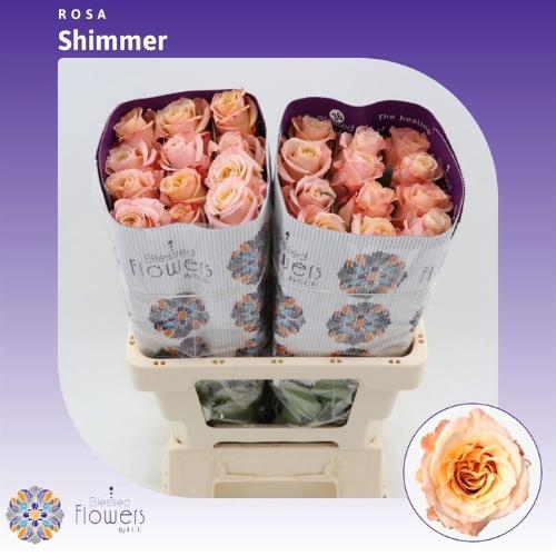 Rosa grootbloemig Shimmer