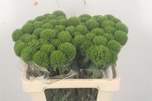 Dianthus barbatus Green Wicky