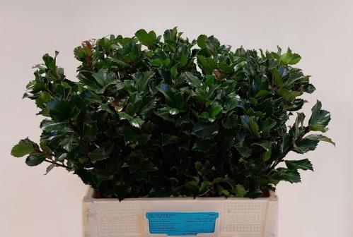 Ilex x meserveae 'Blue Prince'