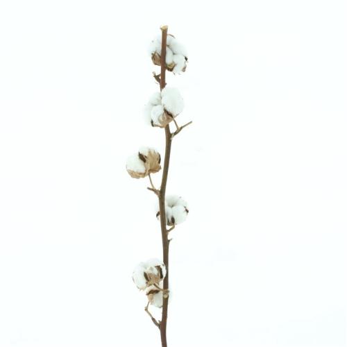 Gossypium hirsutum wit
