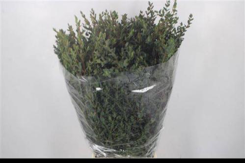 Eucalyptus per bos parvifolia