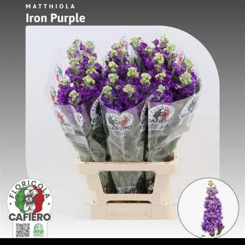 Matthiola incana 'Iron Purple'