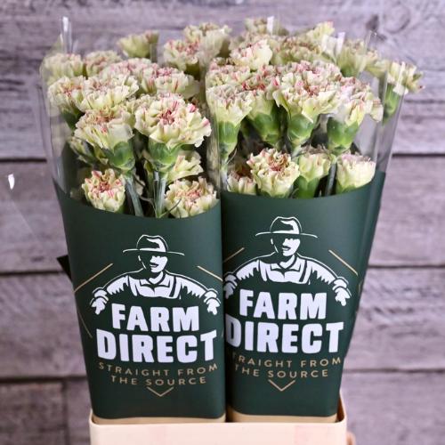 Dianthus standaard overig