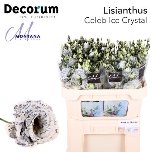 Eustoma russellianum gevuldbloemig overig