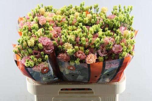 Eustoma russellianum gevuldbloemig russellianum 'Sabrina Orange'