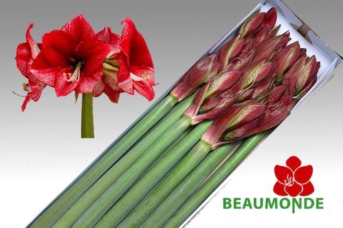 Hippeastrum Galaxy Grp 'Maestro'