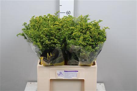 Solidago Carzan Glory