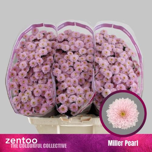 Chrysanthemum (Indicum Grp) tros santini Miller Pearl