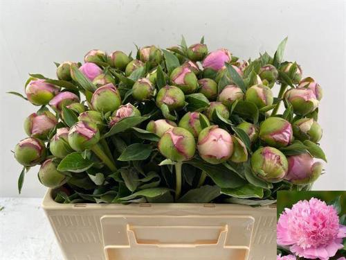Paeonia Lactiflora Grp 'Angel Cheeks'