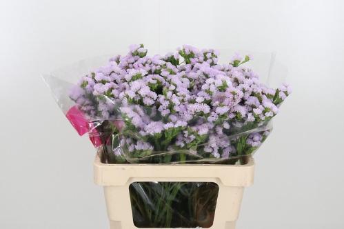 Limonium sinuatum Tessa Lavender