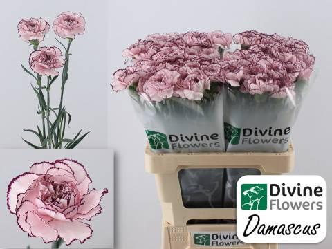 Dianthus standaard Damascus