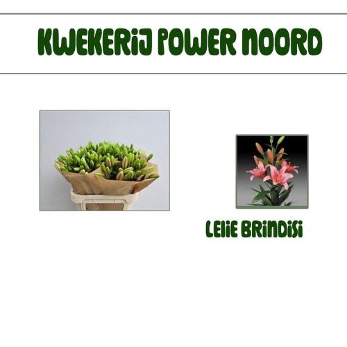 Lilium Longiflorum x Aziatische Grp 'Brindisi'