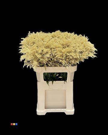 Solidago kleurbehandeld H%