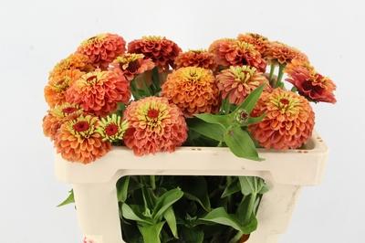 Zinnia elegans