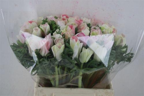 Anemone coronaria 'Mistral Plus Light Pink'