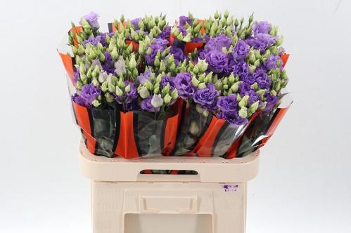 Eustoma russellianum gevuldbloemig 'Corelli Lavender'