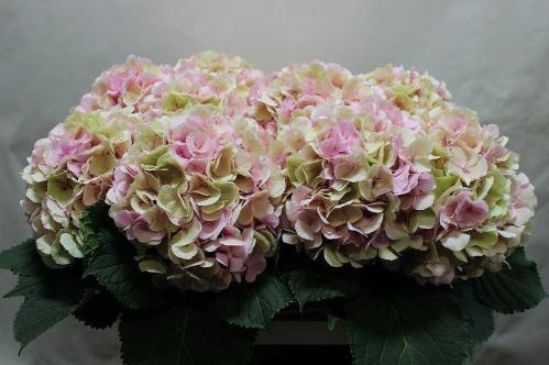 Hydrangea macrophylla 'Verena' (classic)