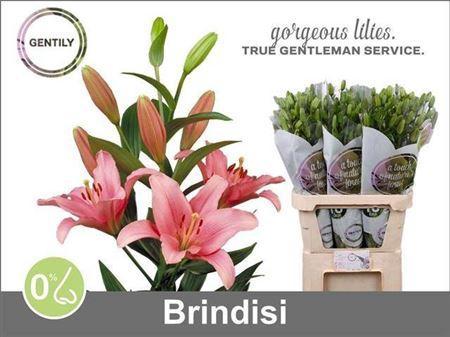 Lilium Longiflorum x Aziatische Grp 'Brindisi'