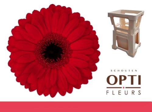 Gerbera grootbloemig Beauty