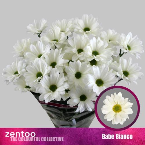 Chrysanthemum (Indicum Grp) tros Babe Bianco